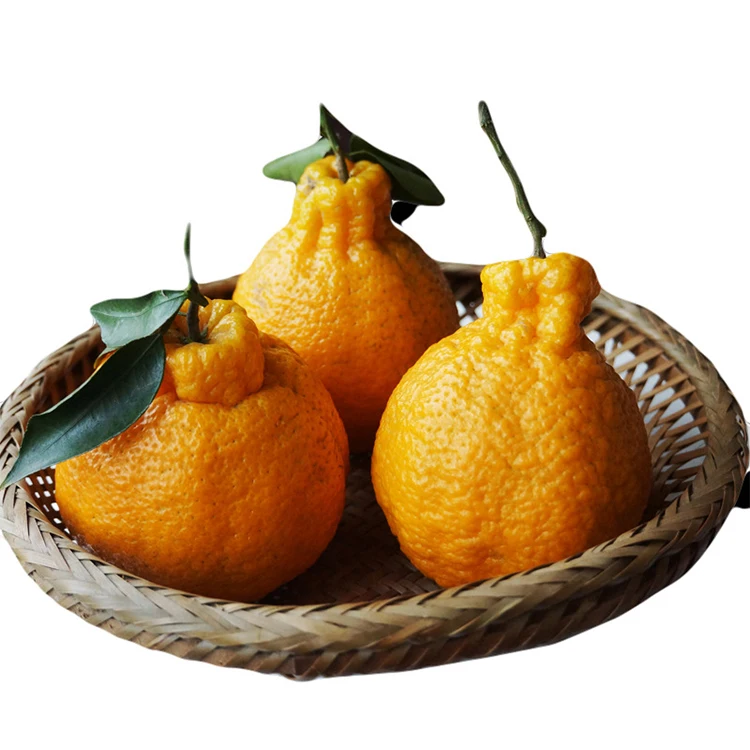 China Sweet Sand Sugar Oranges Mandarin Orange