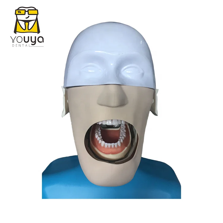 Simulation Tooth Brushing Extraction Human 3 Dimensional Diseased Model