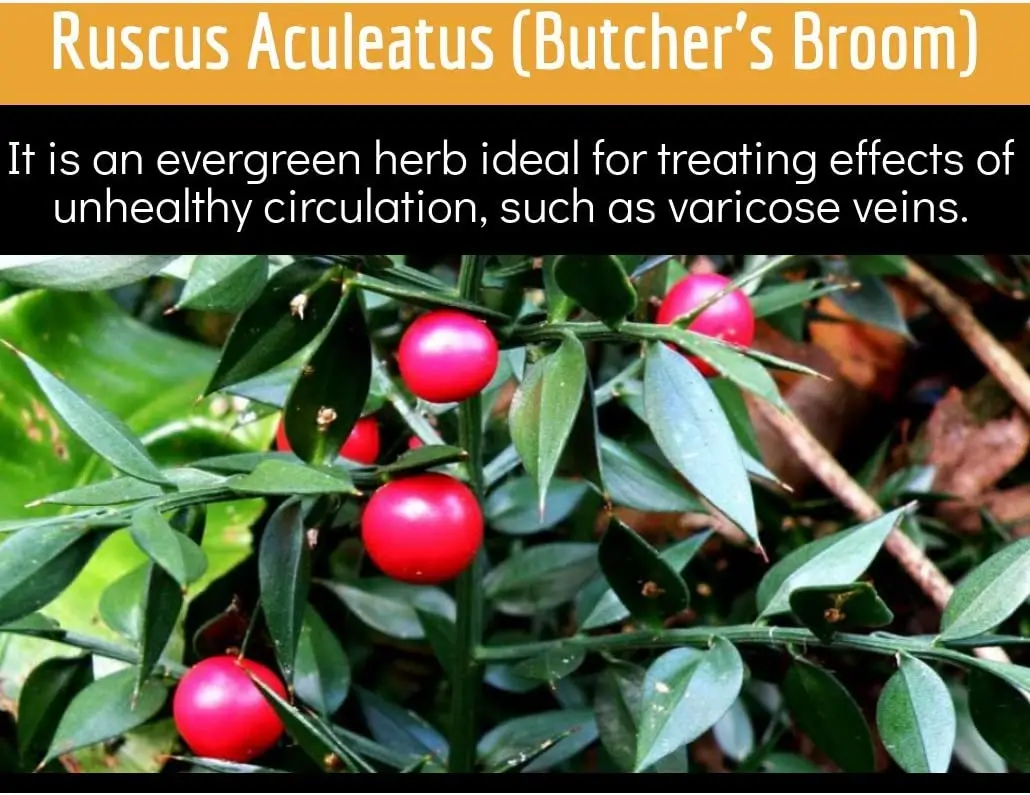 Clinical Daily Blood Circulation Supplements Butchers Broom Horse Chestnut Hawthorn  Cayenne Arginine Diosmin Varicose Vein