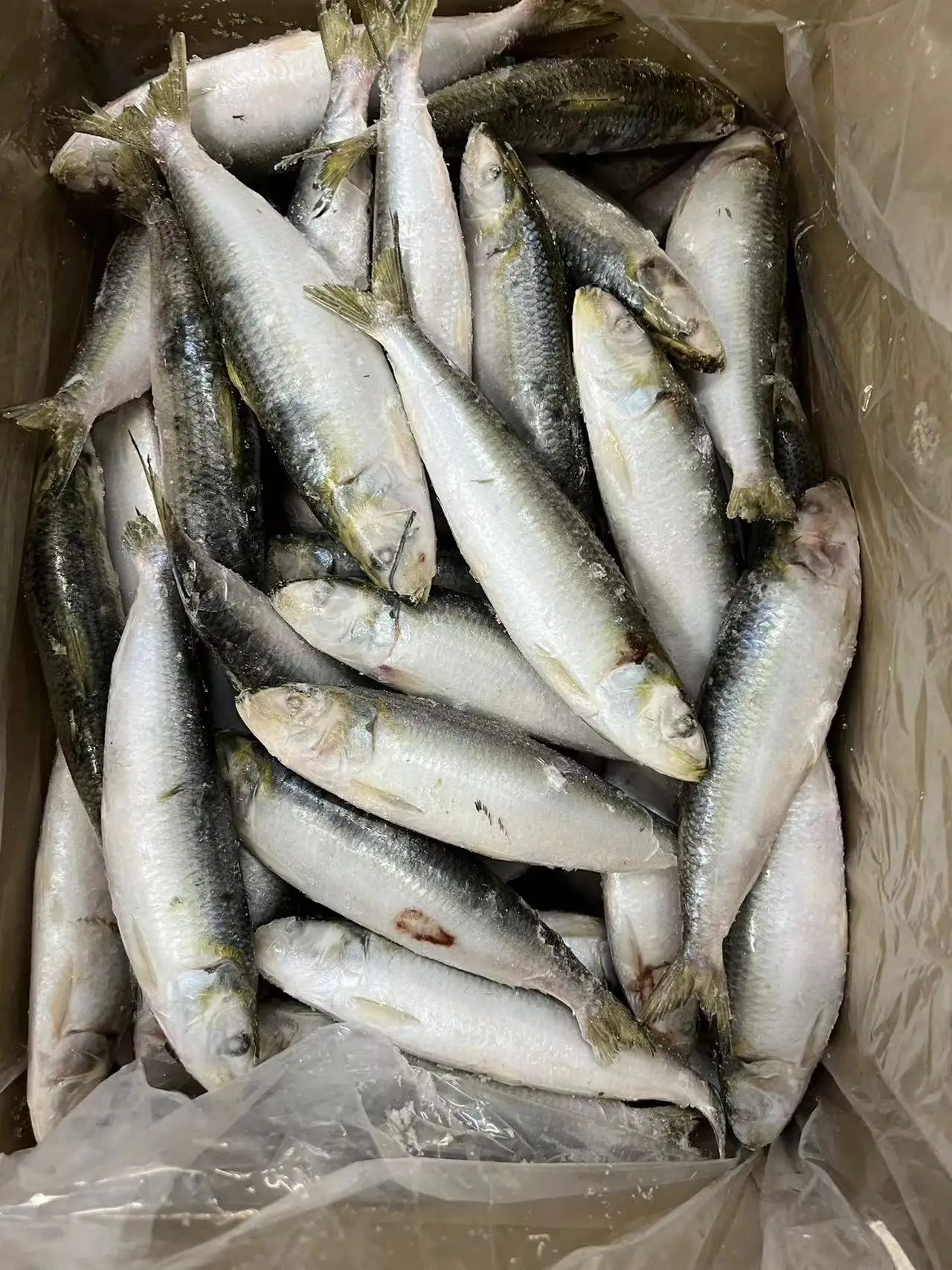 New Landing Good Quality Wholesale Frozen Sardine