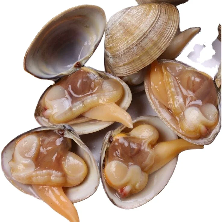 Good quality seafood fresh delicious MSC certified frozen blood clam meat