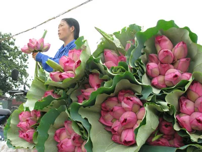 Fresh Lotus Flower from Vietnam - Competitive price
