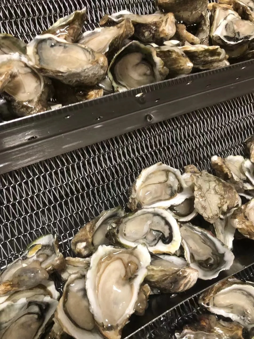 Wholesale Top Quality Seafood Supplier Frozen Oysters With Shell