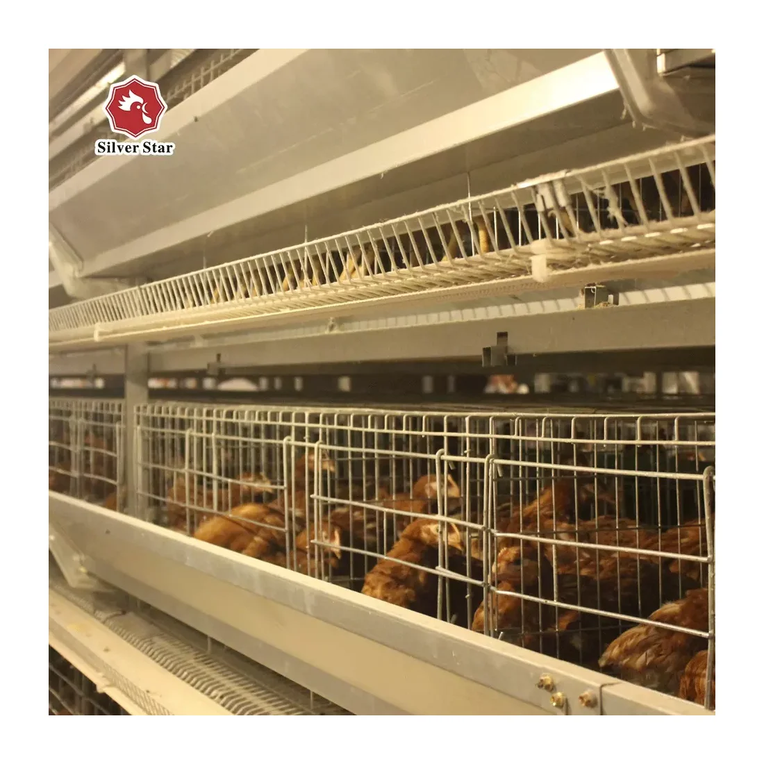 Оборудование для птицеводческой клетки нового типа для фермы