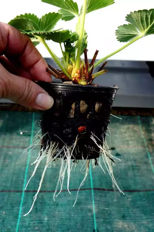 Food Grade Commercial Greenhouse Strawberry Planting Gutter Agricultural Equipment With Hydroponic Growing System