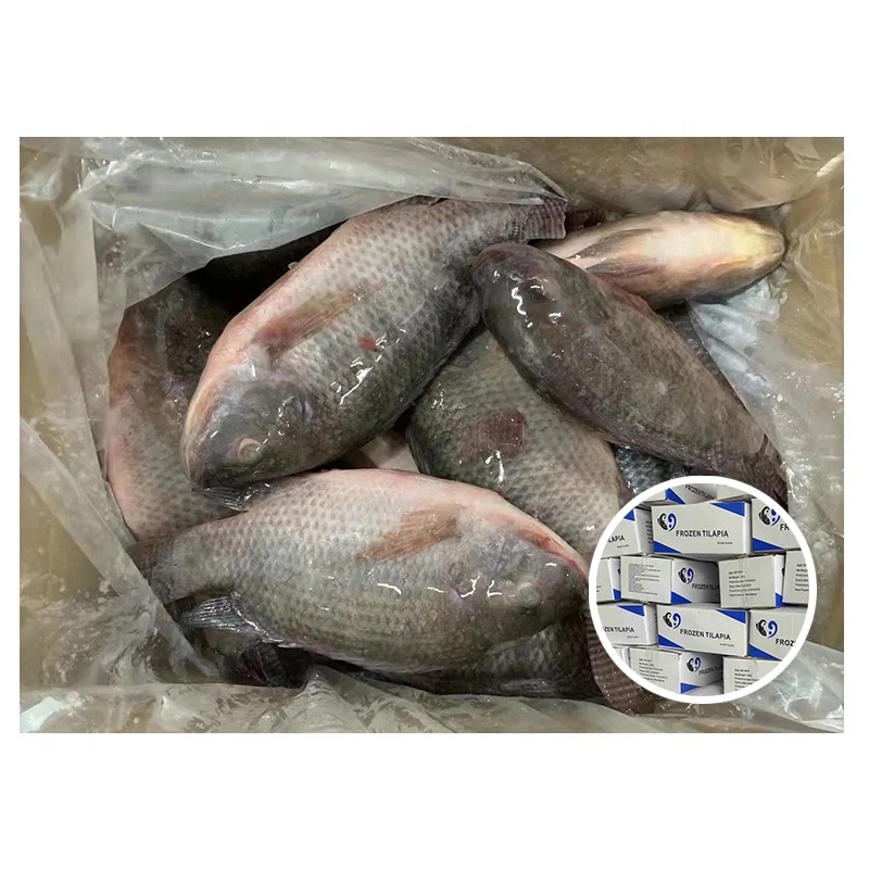 Hot Sale Whole Round Customized Black Fresh Frozen Tilapia Fish (1600565114758)