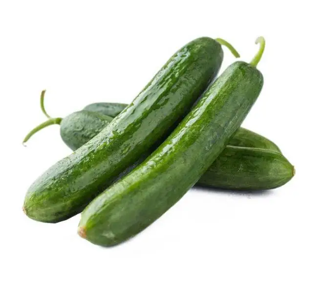 Bright sword f1 hybrid stingless high yield cucumber seeds vegetables for planting