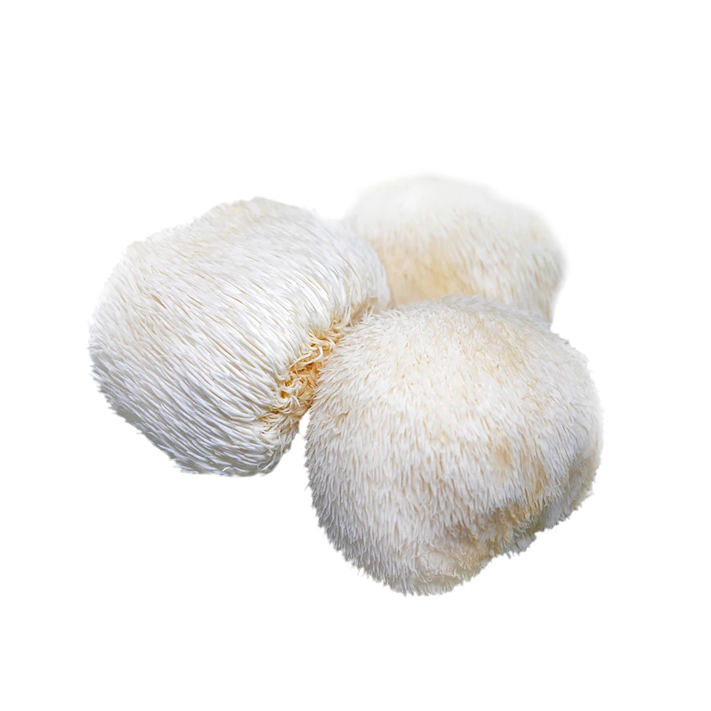 Заводское питание оптом красный гриб Рейши Lingzhi ganoderma lucidum кофейная добавка для здоровья
