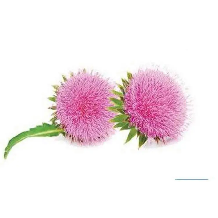 Milk Thistle Dry Extract Powder 80% Silimarin