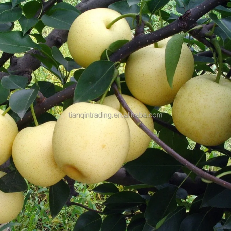 fresh Golden Pear of new crop with factory price with GAP certificate