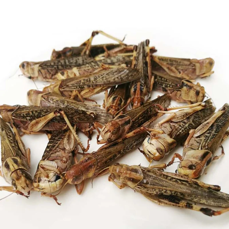 
Factory Sell organic animal feed natural dried grasshopper 