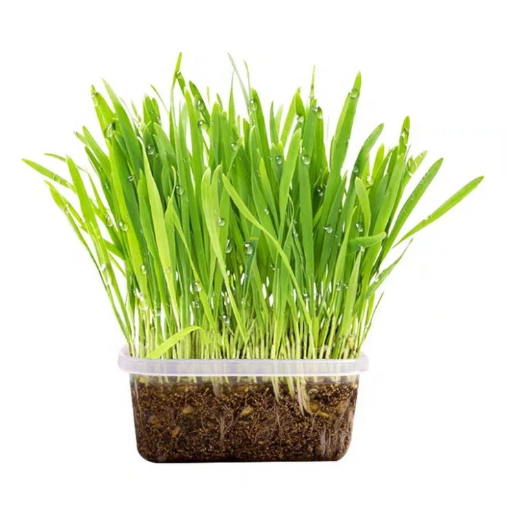 Лидер продаж, семена кошачьей мяты пищевого класса