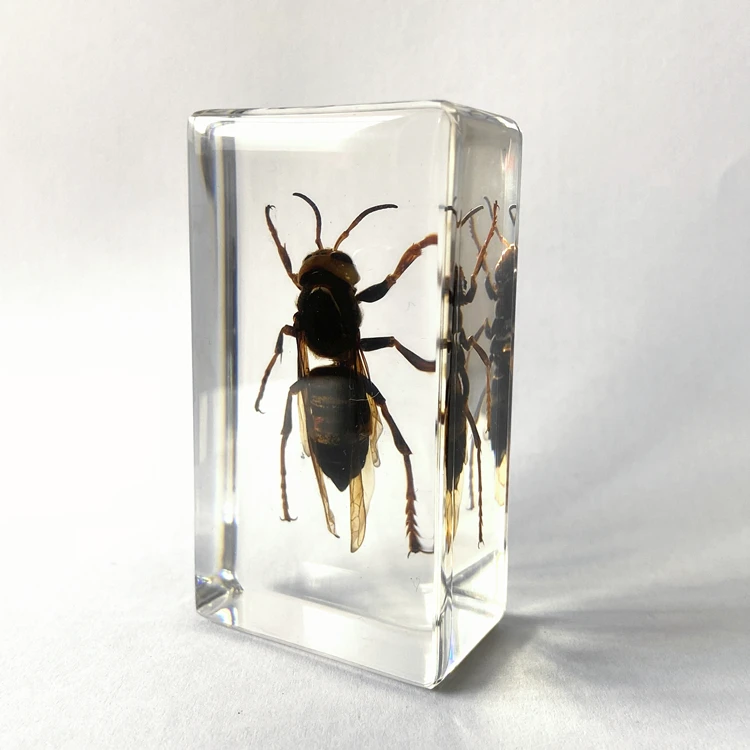 Preserved Animal Specimen Resin Biology Model Wasp Embedded for Science