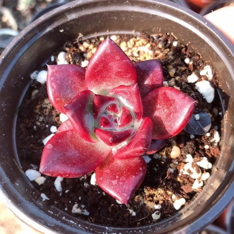  Живые суккуленты 1 97 дюймов Echeveria agavoides v Romeo Rubin натуральное растение оптовая продажа для детского