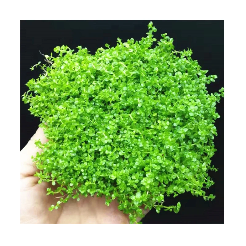 Aquatic plants Fish tank landscaping decorative aquatic plants living fresh water plant green chrysanthemum Centipedegrass 1-30