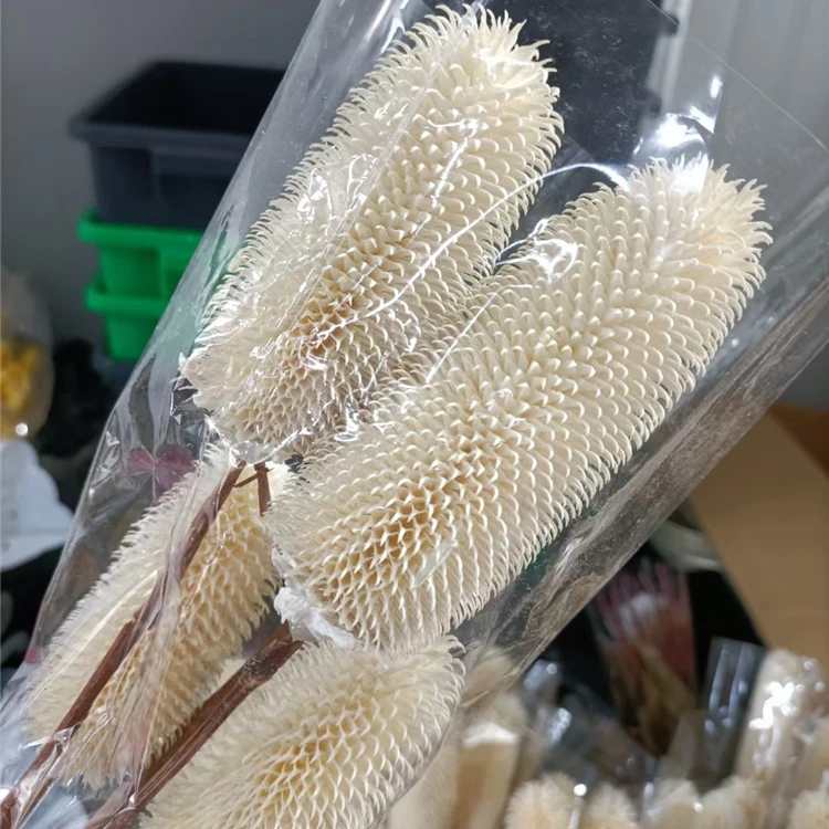 H05314  Most Popular Real plant fruit Dried Flowers Immortal Dipsacus Sativus For Home Decor
