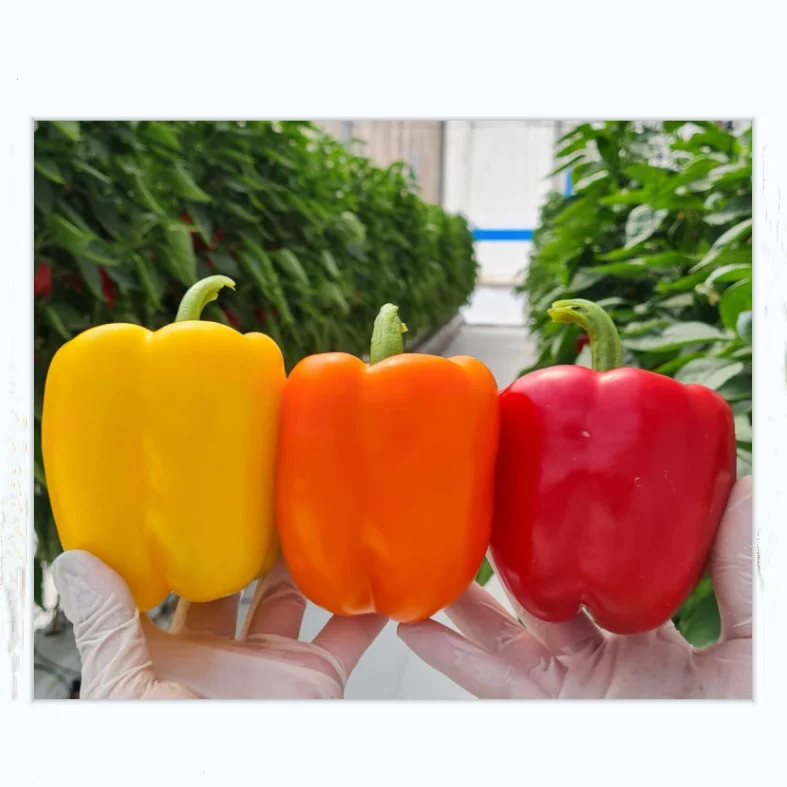 
Agricultural Seeds Long Blocky Hybrid F1 Red Bell Sweet Pepper Seeds for Sale 