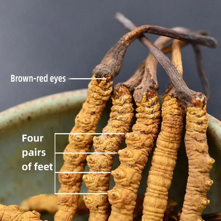 Large Wholesale Freeze-Dried Cordyceps Sinensis Plant Extract Broken Grass Cordyceps Sinensis Plastic Container Drum Packaging