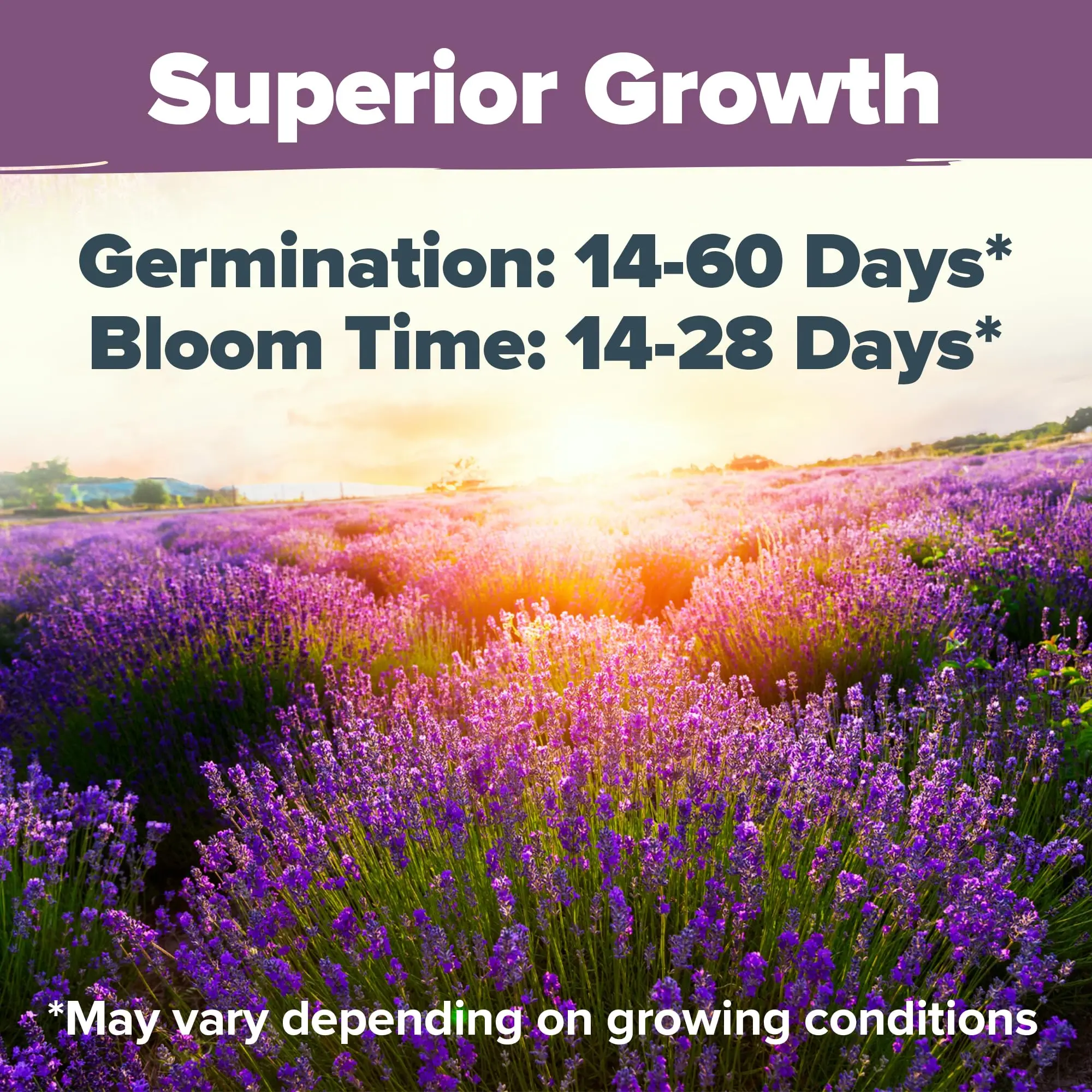 Wholesale Hot Sale HOME GROWN Premium English Lavender for Planting Indoor