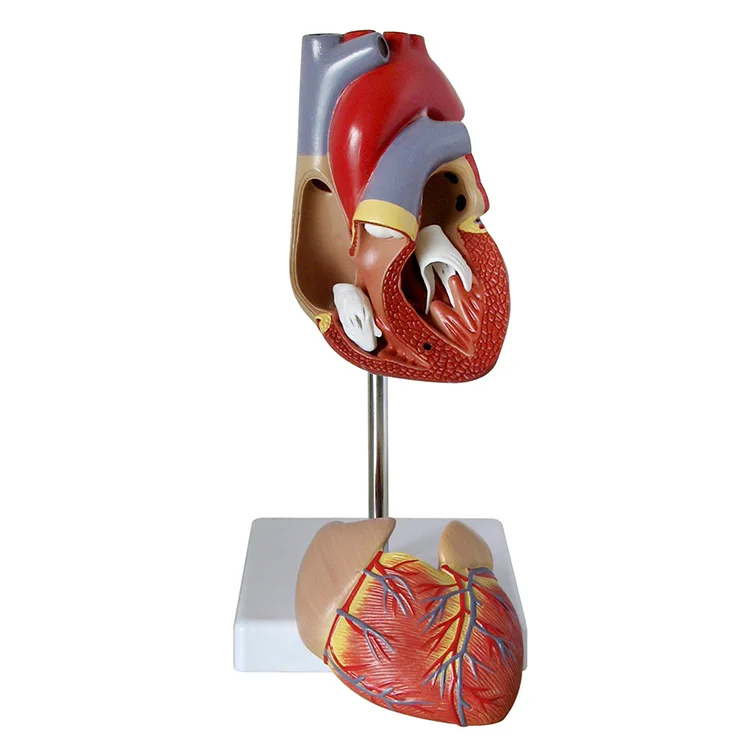 
Life size functional and circulatory system human big anatomic model heart for sale 