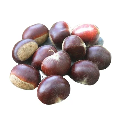 2024 fresh TAI AN chestnut 30-45 psc/1kg gunny bag chestnut price favorable