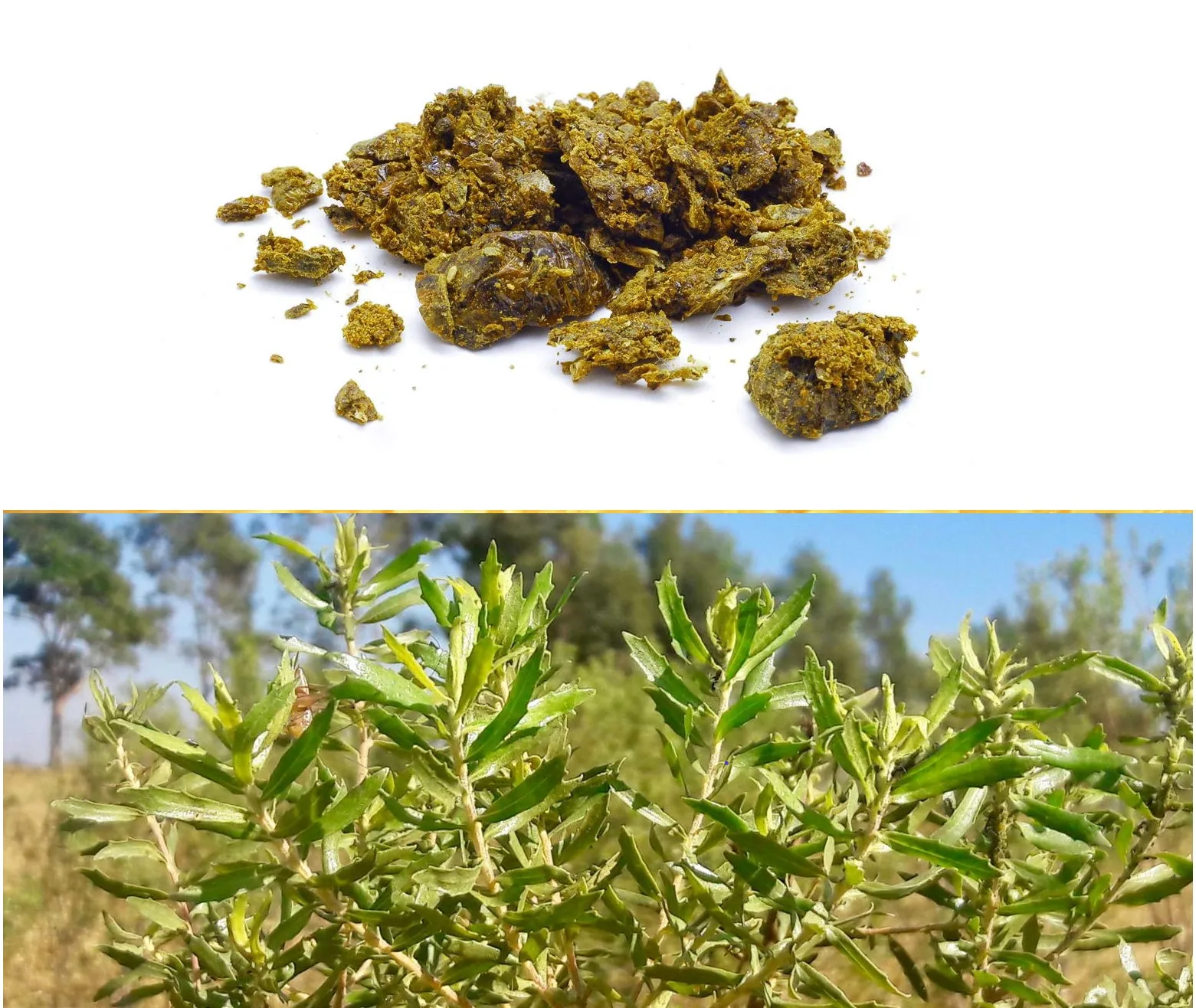 Enhance Immune System Bee Price Air Propolis Refined To Drink