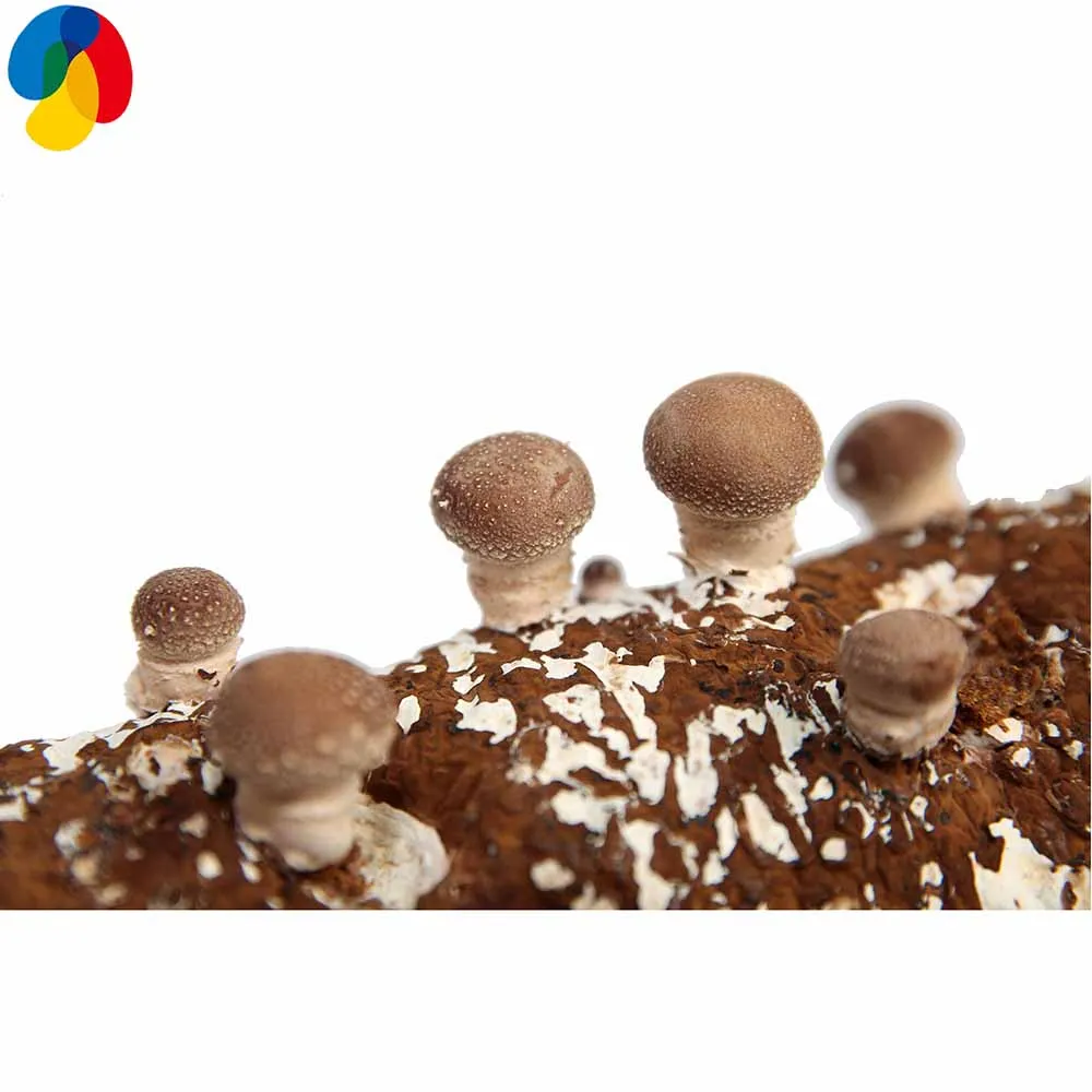
shiitake mushroom high flavour qihe mushroom spawn cultivated 