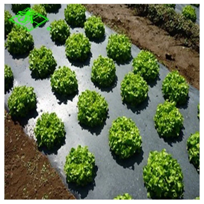 Top manufacturer silver and black mulch film for agriculture