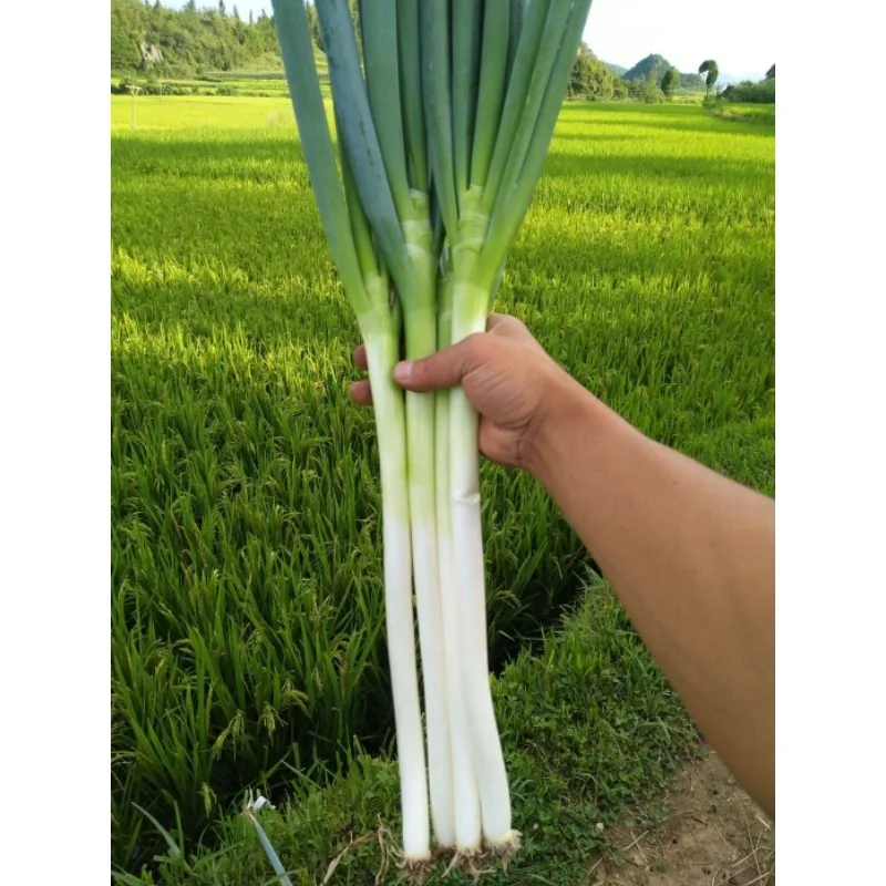 Chinese Scallions Allium Fistulosum Green Onion
