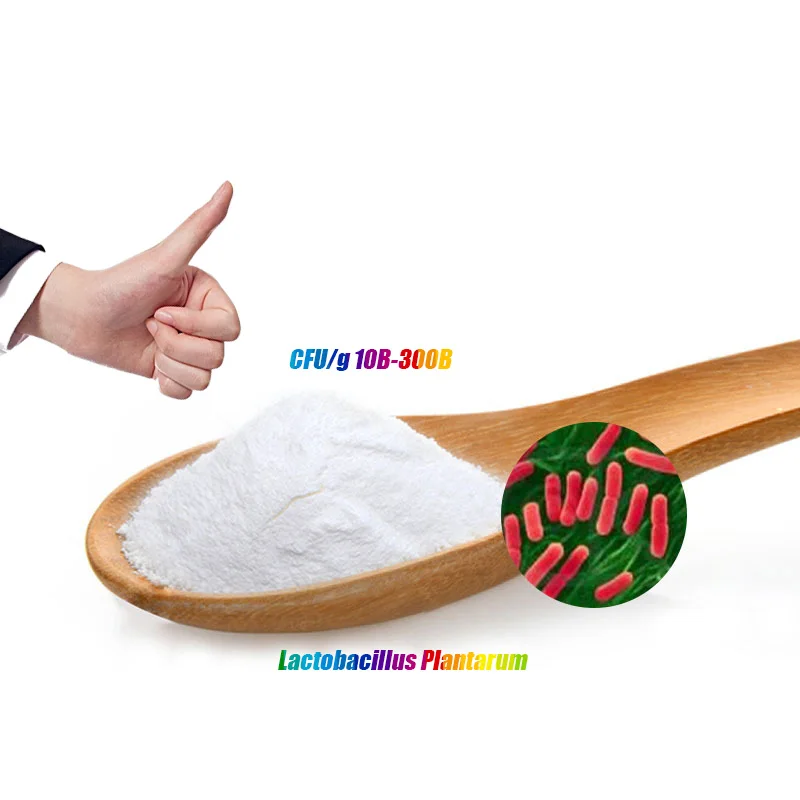 customized Freeze dried powder of probiotics of Lactobacillus plantarum and Lactiplantibacillus plantarum for Health Care