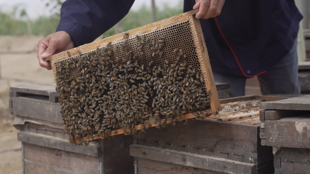 
Tibetan Origin Polyflowers Honey Nature Honey Price Good Sachet Good For Skin Whitening Royal Vital Honey 