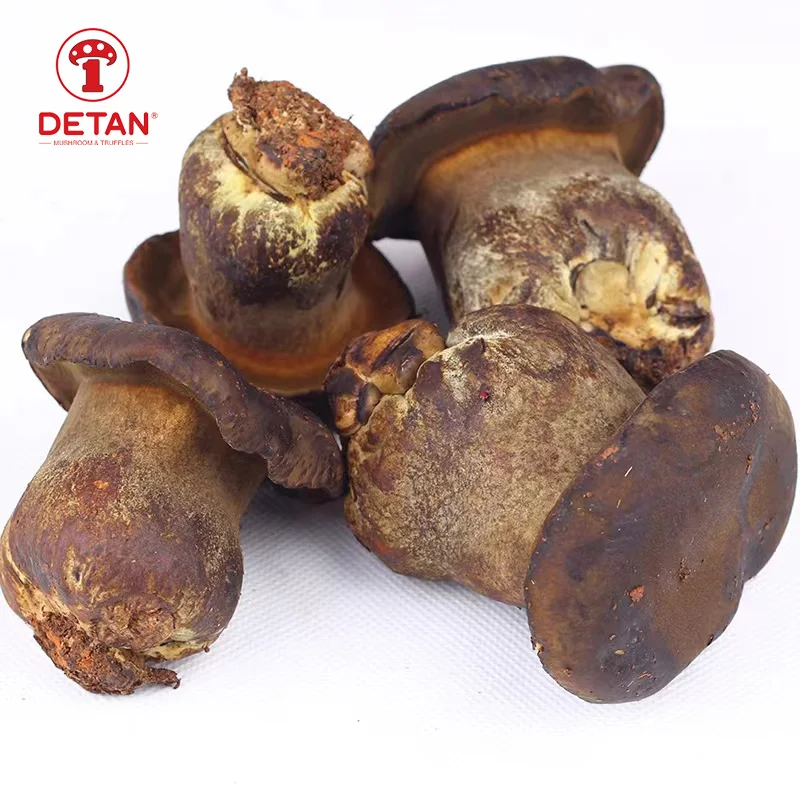 DETAN export Wild Boletus Fresh Pornici Mushrooms
