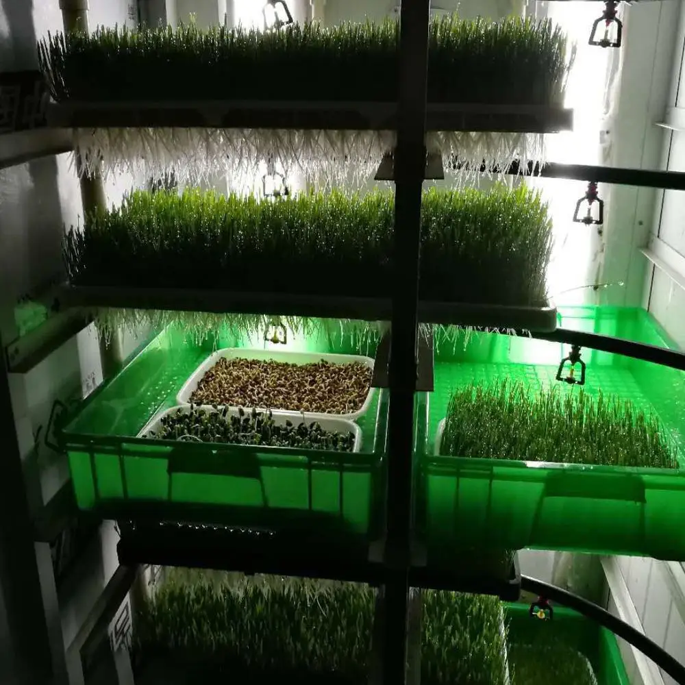 Automatic barley fodder growing systems cultivation of hydroponic forage grasses hydroponic grass wikipedia