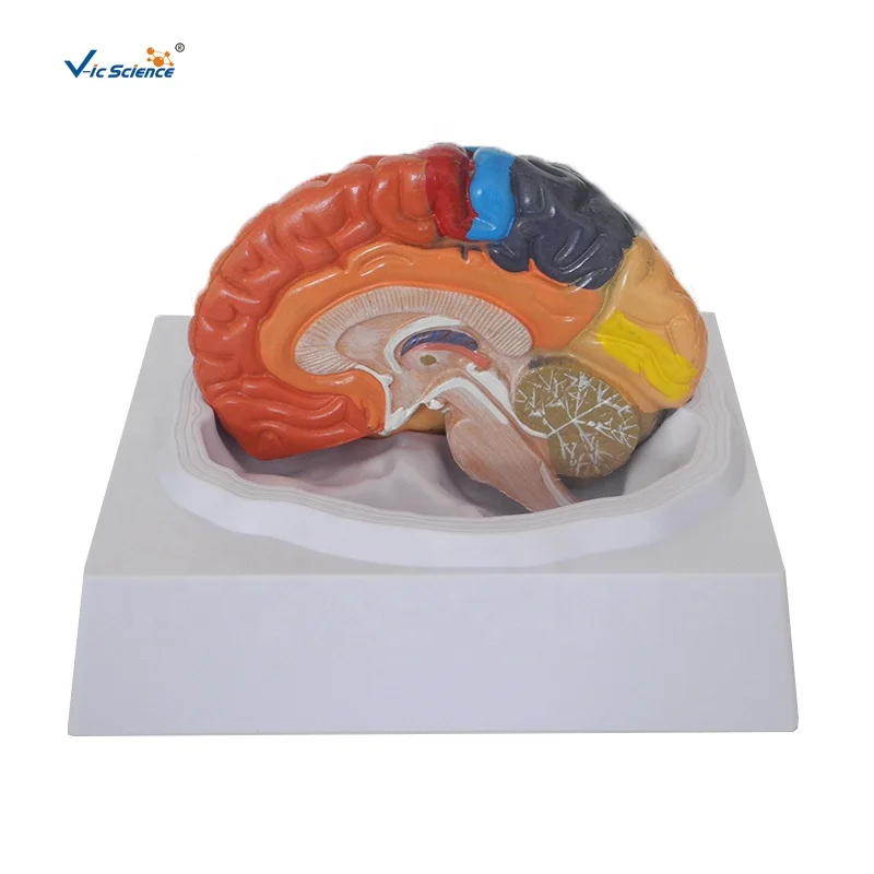 
Medical Science Human Brain Anatomy Model 3D Human Anatomical Teaching Model 