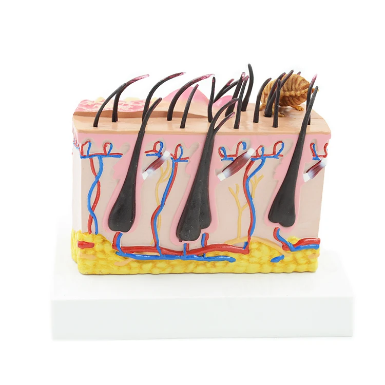 Gelsonlab HSBM-396 Canine Professional Medical Dog Skin Diseased Model for Veterinary