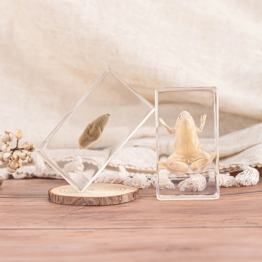 best selling Crystal Injection Box Transparent Resin Toad Animal Insided Teaching Embedded Specimen  Educational Toys Supplies