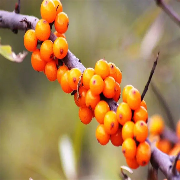 Manufacturer Directly Supplied Organic Tibetan Seabuckthorn Extract Seabuckthorn Powder