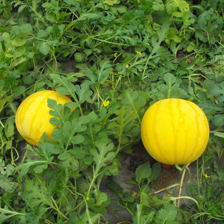 
Golden King Yellow Skin and Red Flesh Watermelon Seeds for Planting  (1891721961)