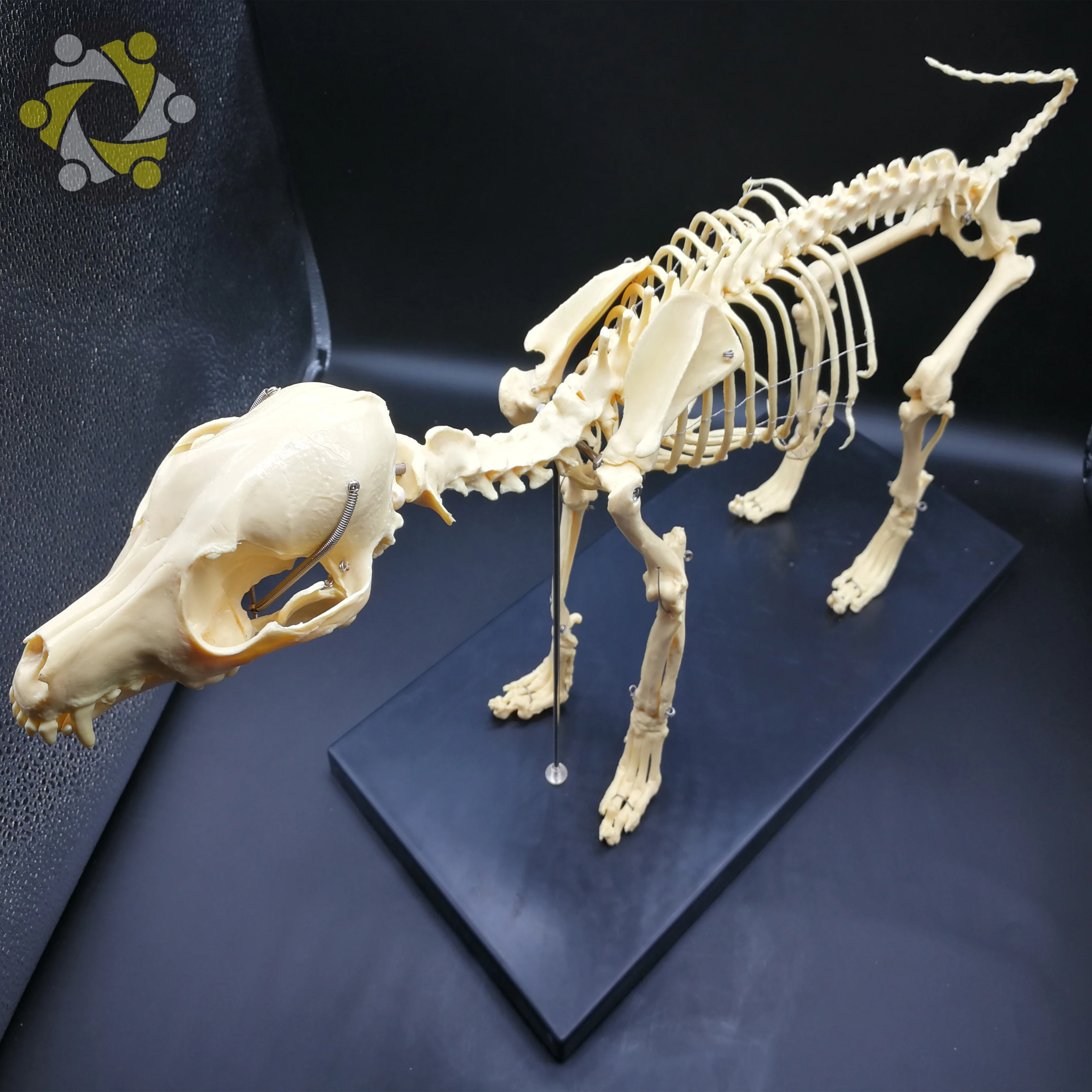 Medical Science Animal Canine Dog Skeleton Model for Medical Education