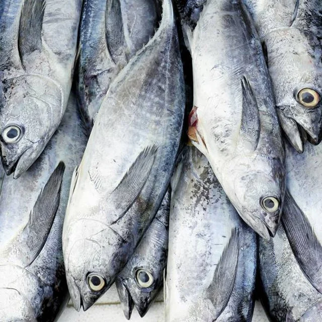 
Frozen tuna fish with high quality 