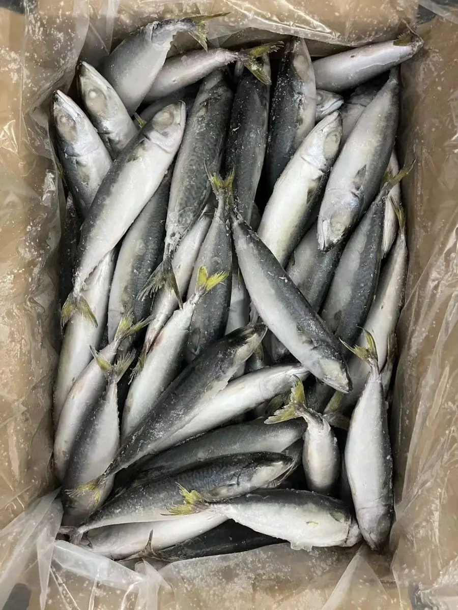 Excellent Quality Frozen Seafood IQF Pacific Mackerel for Indonesia Market