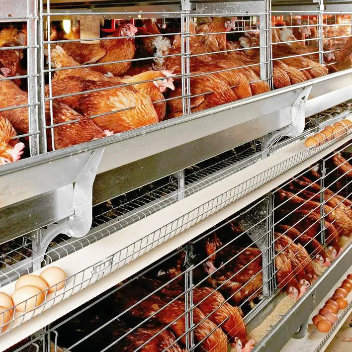 Hot Sale Modern Design H  Type Layer Birds Cages for Big Birds