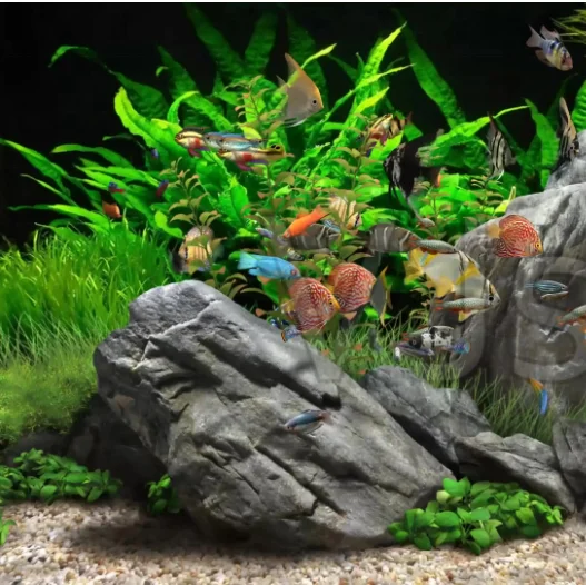 Nitrifying bacteria in sewage treatment to reduce nitrite and ammonia nitrogen