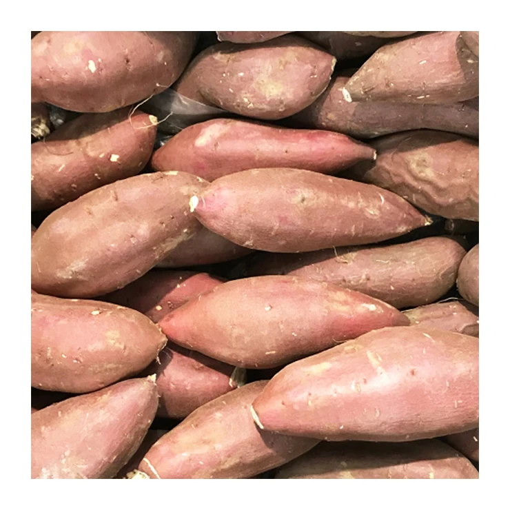 Сделано в Японии натуральный повар сладкий картофель Овощной для оптовой продажи
