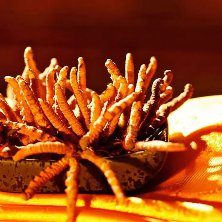 Large Wholesale Freeze-Dried Cordyceps Sinensis Plant Extract Broken Grass Cordyceps Sinensis Plastic Container Drum Packaging