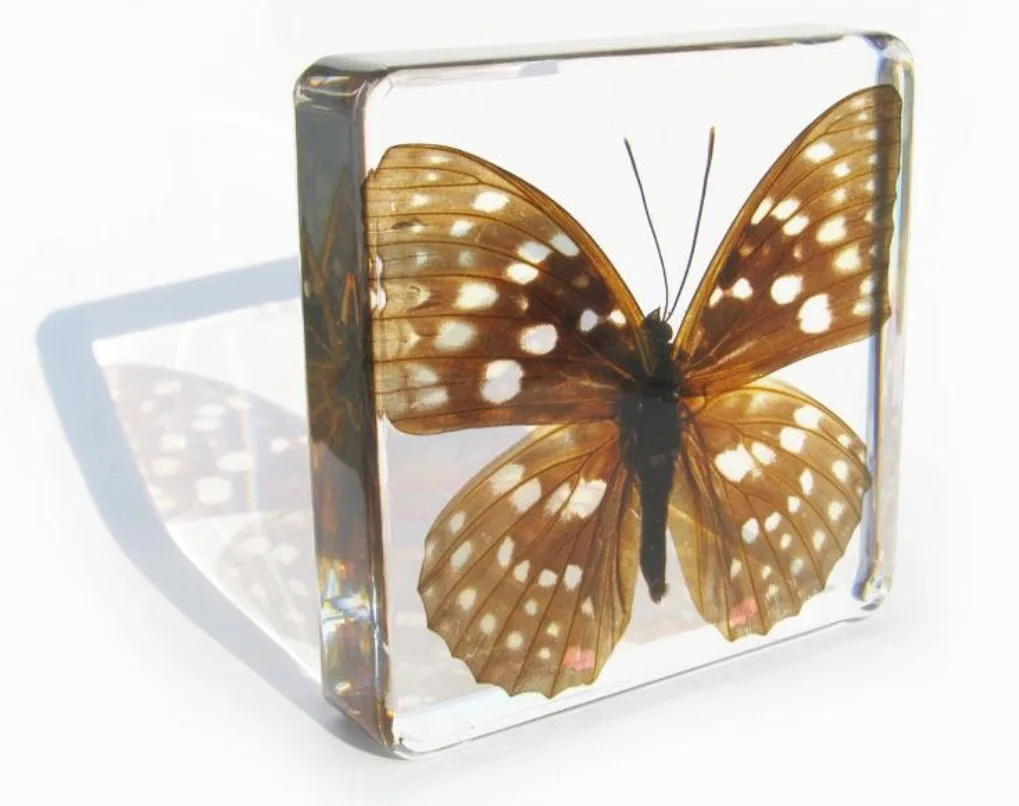 Transparent Acrylic cube block resin display with real insect paperweight animal specimen