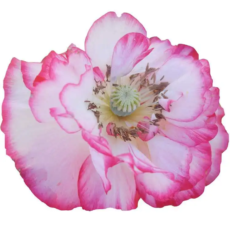 
 Семена макового мака превосходного качества, семена макового мака, семена Papaver rhoeas  