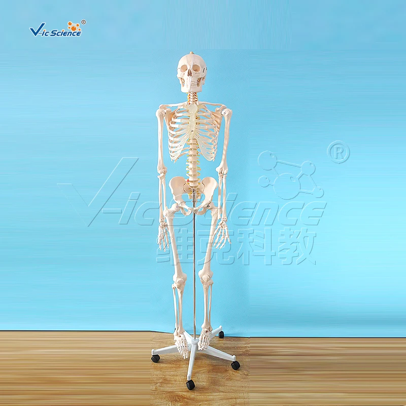 180cm Human Skeleton Model Teaching Model Medical Model