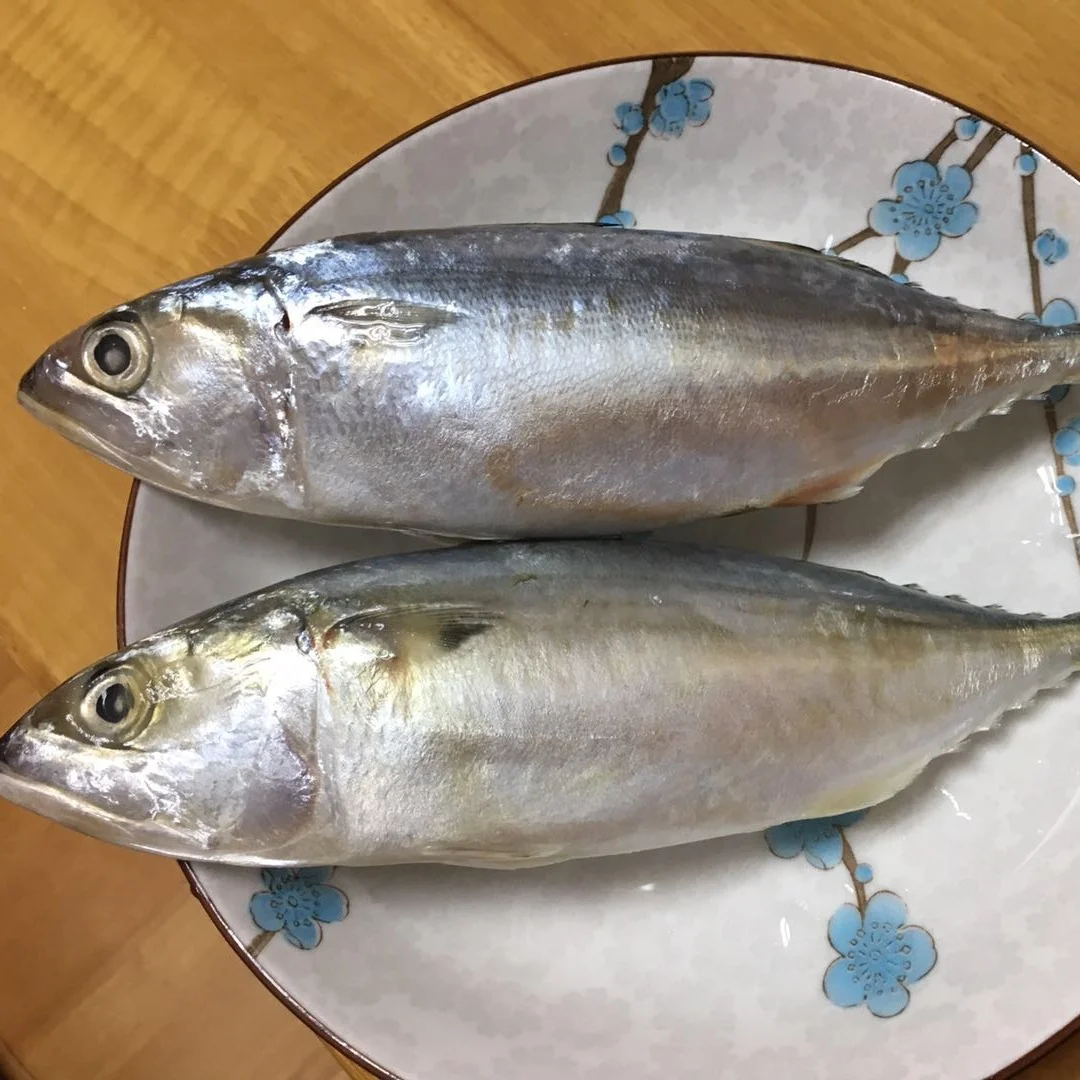 Seafood good quality IQF frozen Indian mackerel China seafood supplier frozen mackerel fish Atlantic mackerel