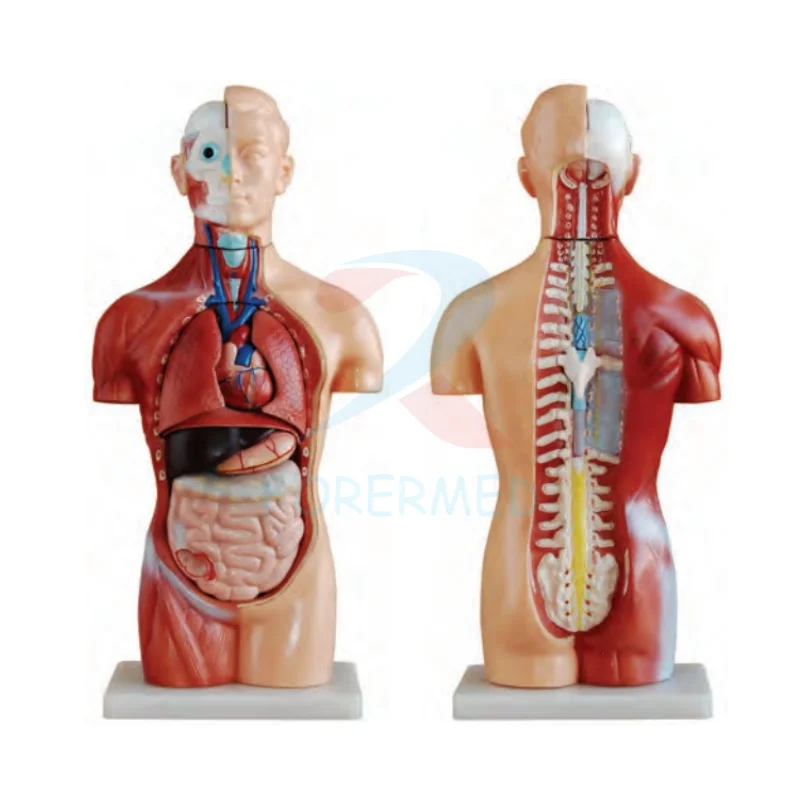 Medical Anatomical Model Torso Series 85CM Unisex Torso 23 Parts Half Detachable Torso Model